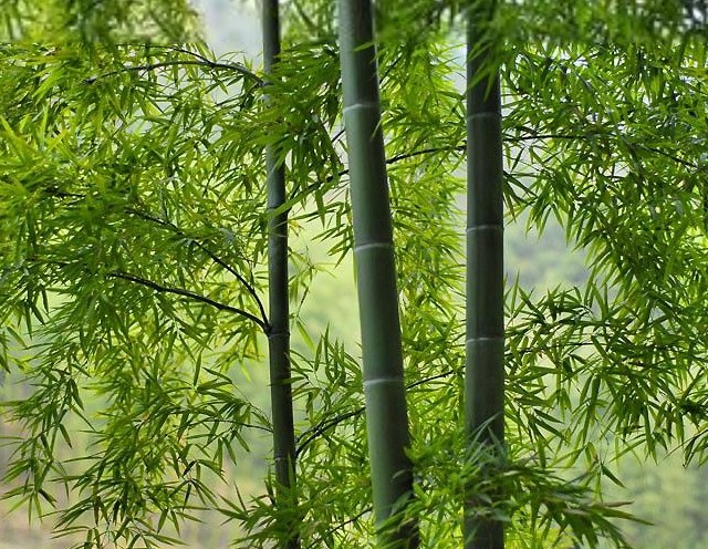 松竹
