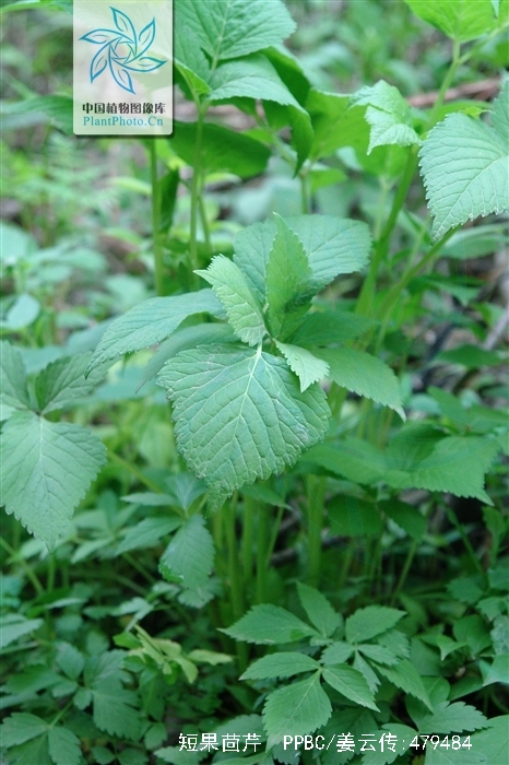  p>短果茴芹(学名: i>pimpinella brachycarpa /i> (kom.