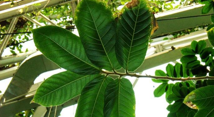  p>毒药树(学名: i>sladenia celastrifolia /i> kurz)是猕猴桃科毒药