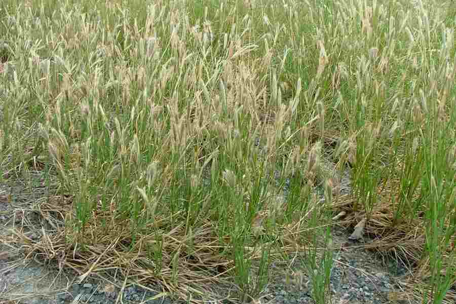  p>非洲虎尾草(学名: i>chloris gayana /i> kunth)是禾本科,虎尾草属