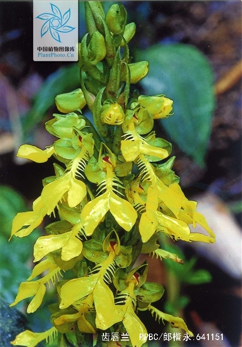  p>齿唇兰(学名: i>anoectochilus lanceolatus  /i> lindl.