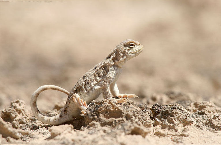 鬣蜥科, a target="_blank" href="/item/沙蜥属">沙蜥属 /a>爬行动物