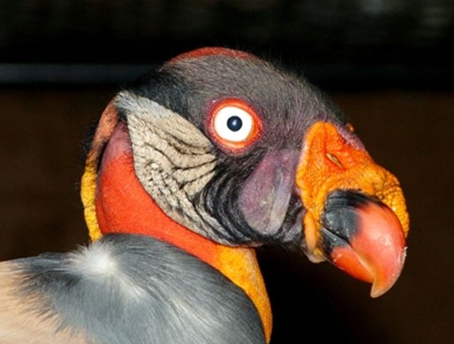  p>王鹫(学名:sarcoramphus papa),又名国王秃鹫,是大型食腐鸟类.