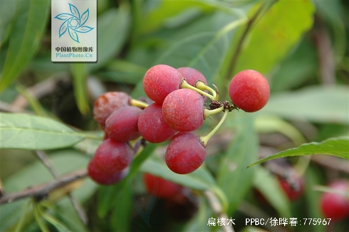  p>扁核木(学名: i>prinsepia utilis /i> royle)是蔷薇科,扁核木属 a