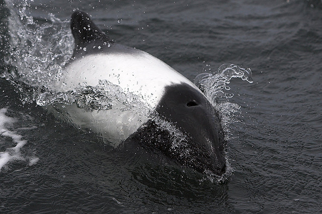  p>花斑喙头海豚是康氏矮海豚的俗称(学名: i>cephalorhynchus