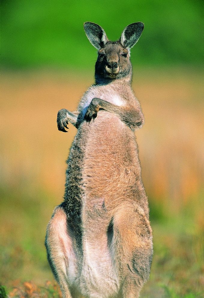  p> a target="_blank" href="/item/袋鼠/1724" data-lemmaid="1724"