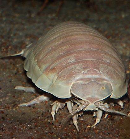  p>大王具足虫,又名巨型 深海大虱,巨型等足虫,是世界上体积最大的