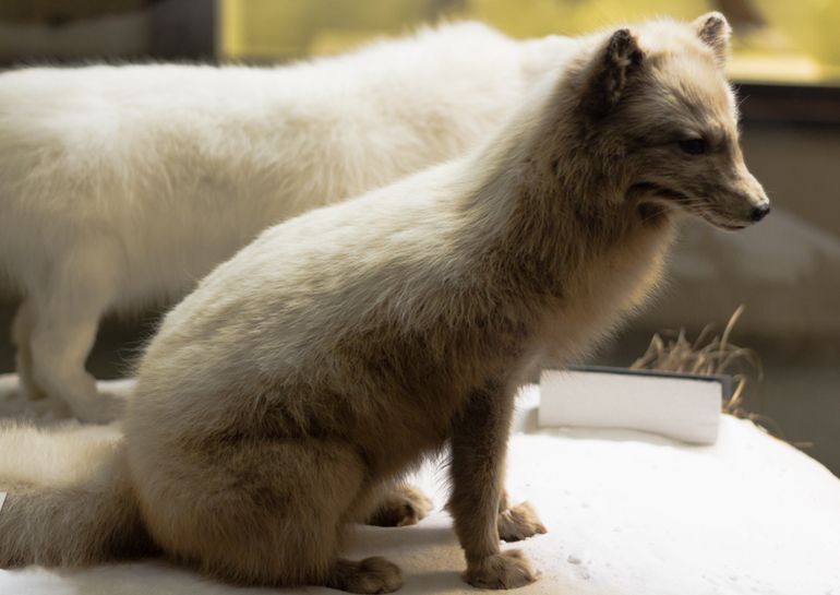 north american arctic wolf