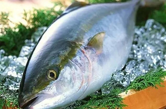 zonichthys  nigrofasciata