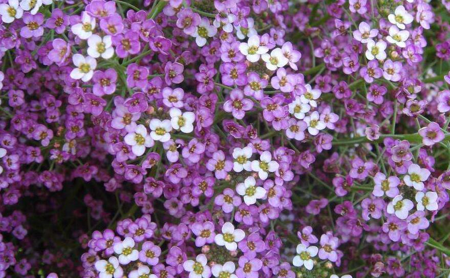  p>香雪球属,十字花科共有5种,多分枝; a target="_blank" href="