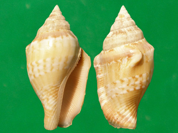  p>花瓶凤凰螺(学名: i>canarium mutabilis /i>):成贝15 - 45毫米, a