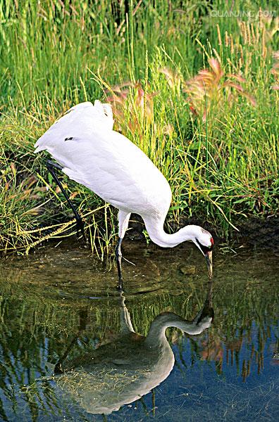 whoopingcrane