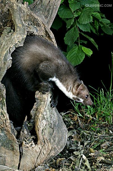  p>石貂(学名: i>martes foina /i>),是 a target="_blank" href="