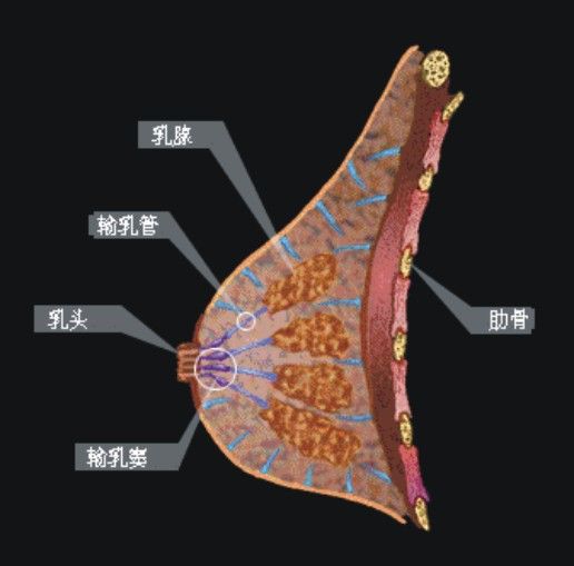  p data-id="gncny3h0gm">奶子,是指供食用的动物的乳汁的统称,即乳房