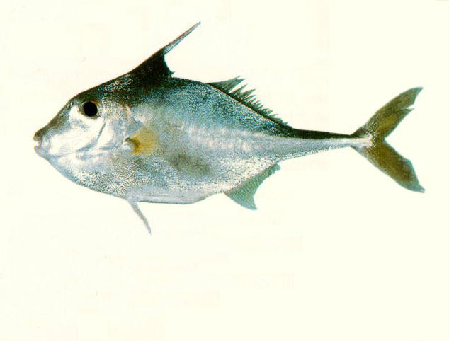  p> b>双棘三刺鲀 /b>( a href="#" data-lemmaid="8074290">学名 /a>