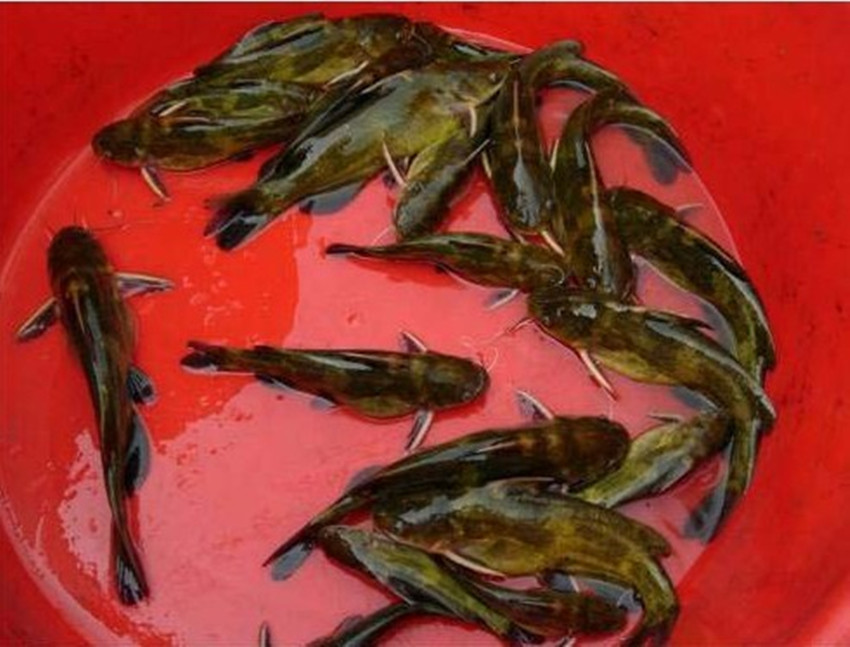  p>黄颡鱼是我国淡水水体中分布较广的底层经济鱼类,在中高档名贵品种