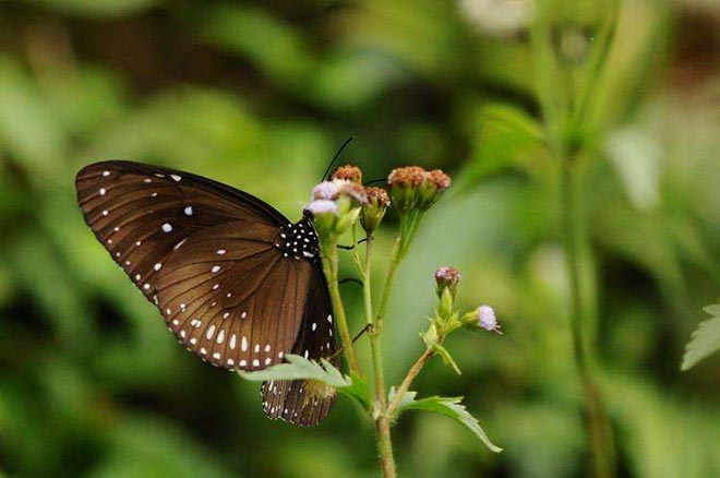  p>双尾褐凤蝶(学名: i>bhutanitis mansfieldi /i>) a href="#" data