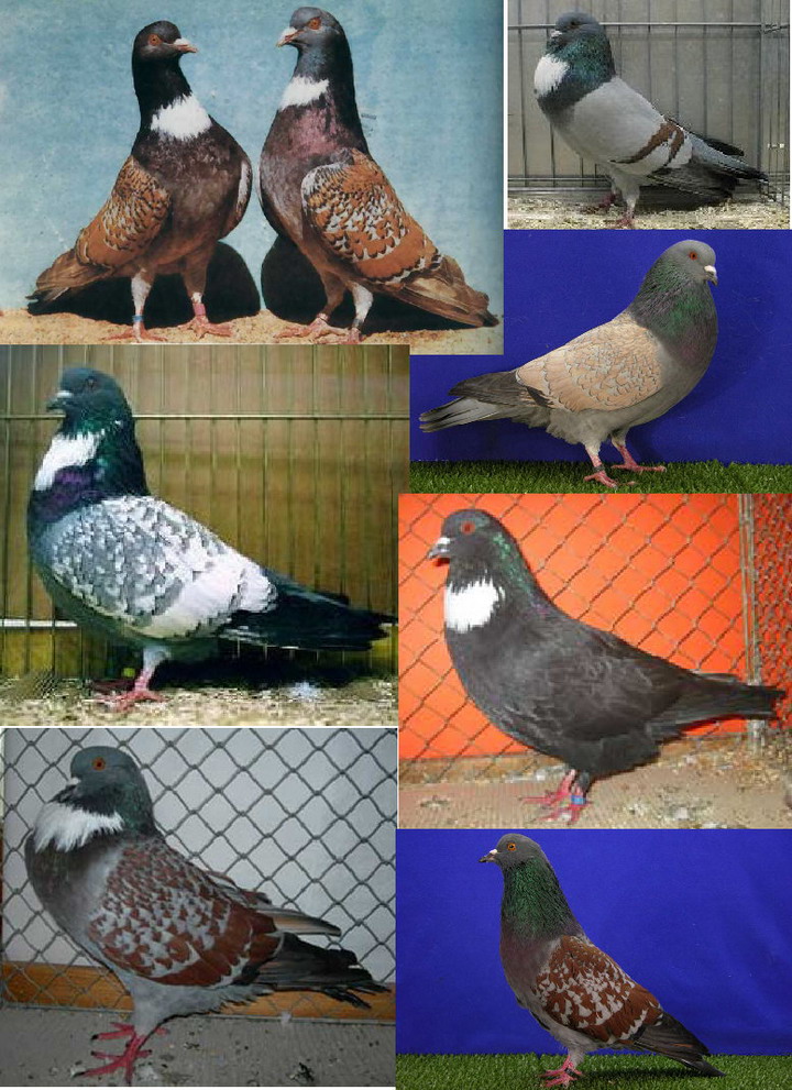  p>银王鸽亦称"银羽 a target="_blank" href=