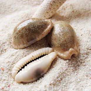 macrocypraea zebra zebra