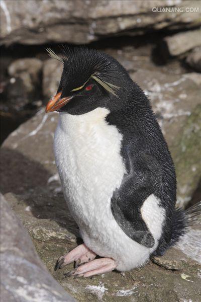 e·crestatus rockhopper penguin