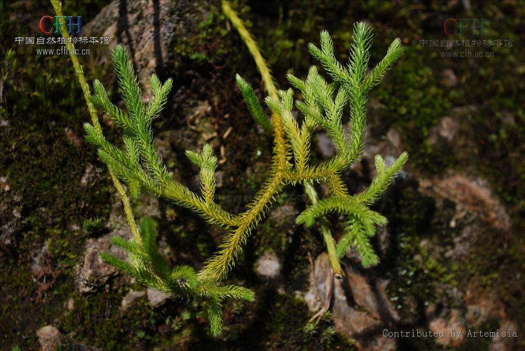 lycophytina)是 a target="_blank" href="/item/蕨类植物门/5296876"