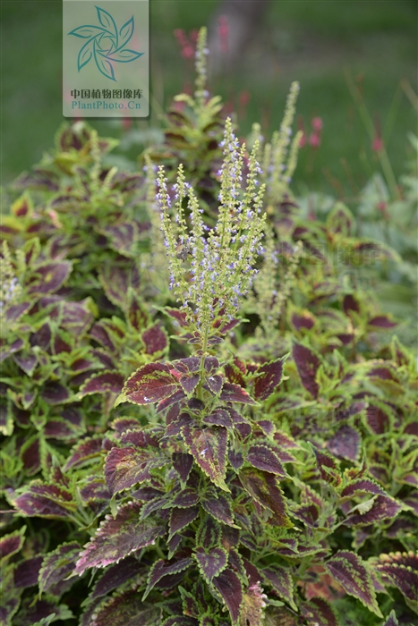  p>五彩苏(学名: i>coleus scutellarioides /i> (l.) benth.