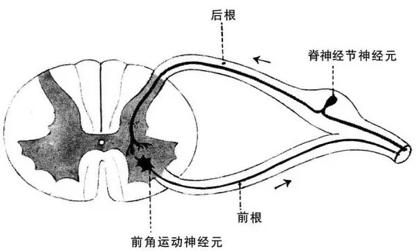 简述抑郁与慢性疼痛共同机制及相互影响_百科TA说