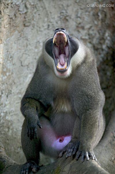  p>鬼狒(拉丁学名: i>mandrillus leucophaeus /i>)在外表上与山魈
