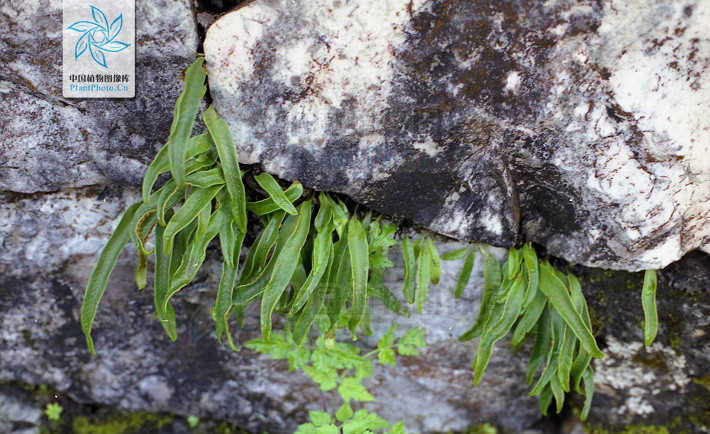 lepisorus likiangensis
