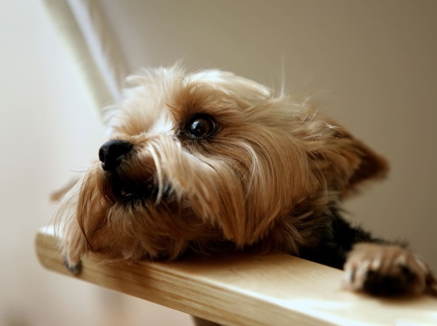  p>澳大利亚梗(australianterrier)又叫 a href="#" data-lemmaid="