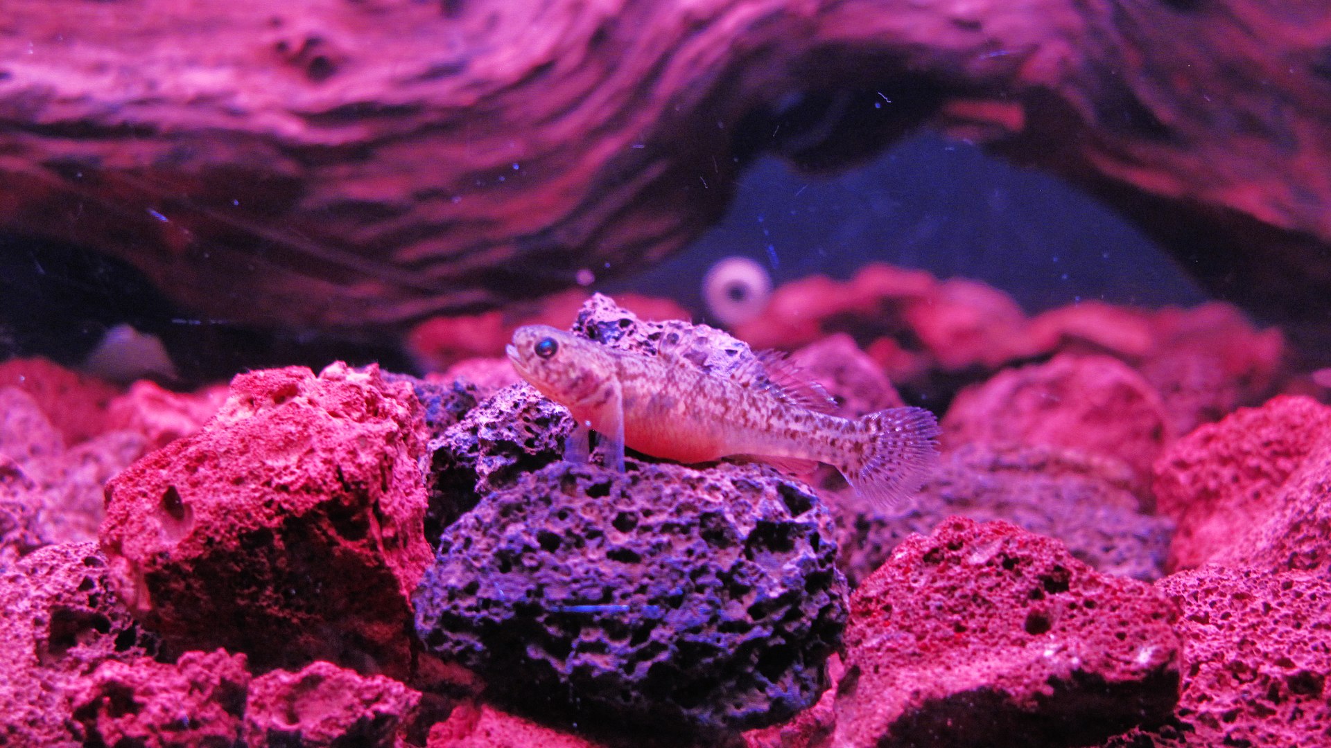 它们每一种都有符合各自特征的名字,如 "侏儒虾虎鱼","寻常虾虎鱼"等.