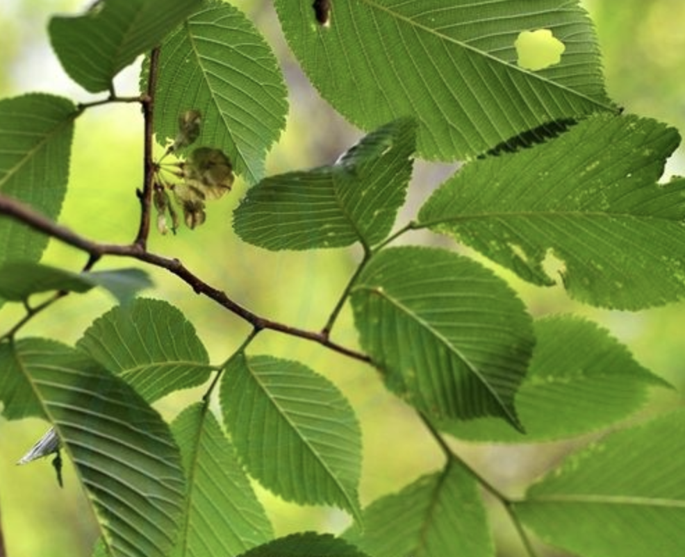  p>兴山榆(学名: i>ulmus bergmanniana /i> schneid.