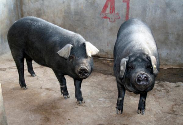  p>黑猪在中国已有近五千年驯养史, a target="