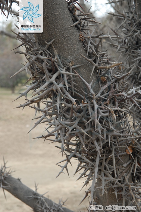 茎刺位于叶腋,其维管组织通连茎的内部,不易折断.