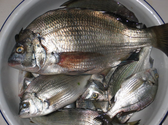  p>黑鲷(学名: i>acanthopagrus schlegelii /i>)是鲷科,黑鲷属鱼类.