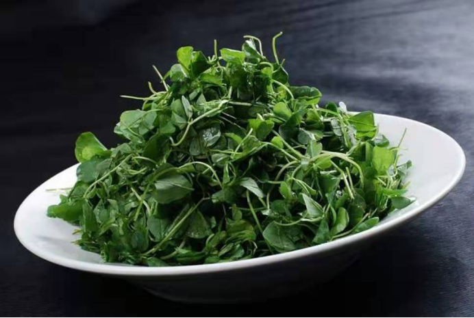 苜蓿草 地域饮食文化大不同 百科ta说