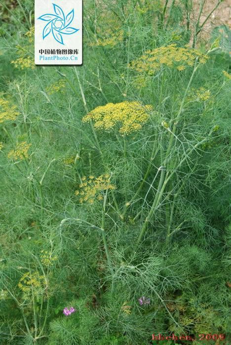  p>茴香(学名: i>foeniculum vulgare /i> mill.)伞形科草本,高0.