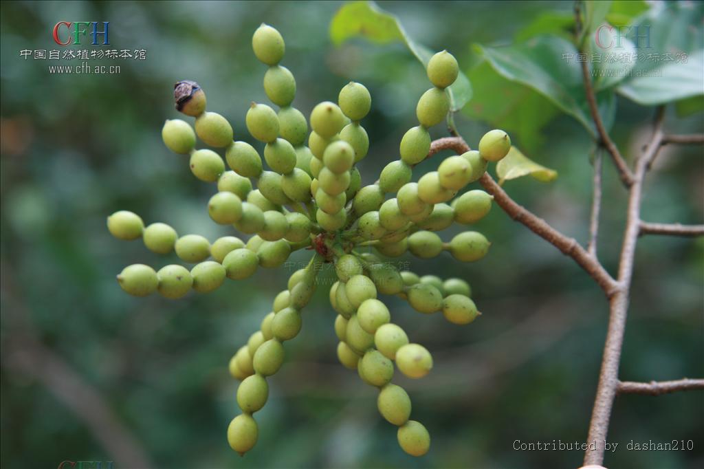 是番荔枝科,假鹰爪属直立或攀援 a href="#"