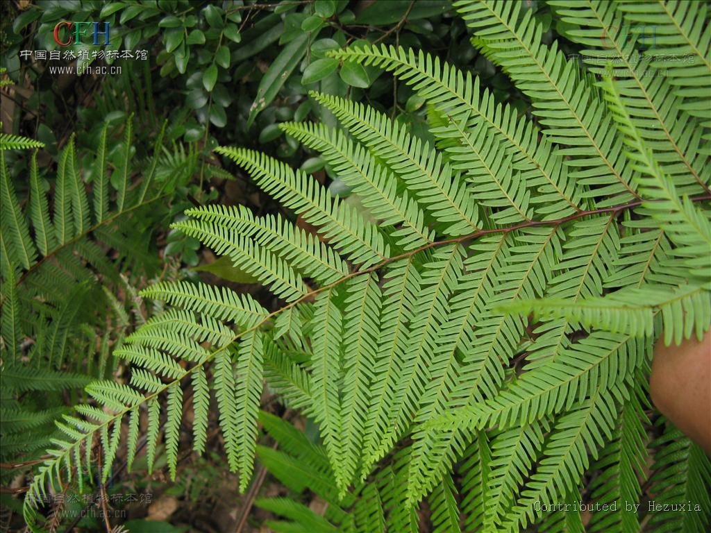  p>里白属:根状茎粗健,长而横走,分枝,具原始中柱,密被披针形红棕色