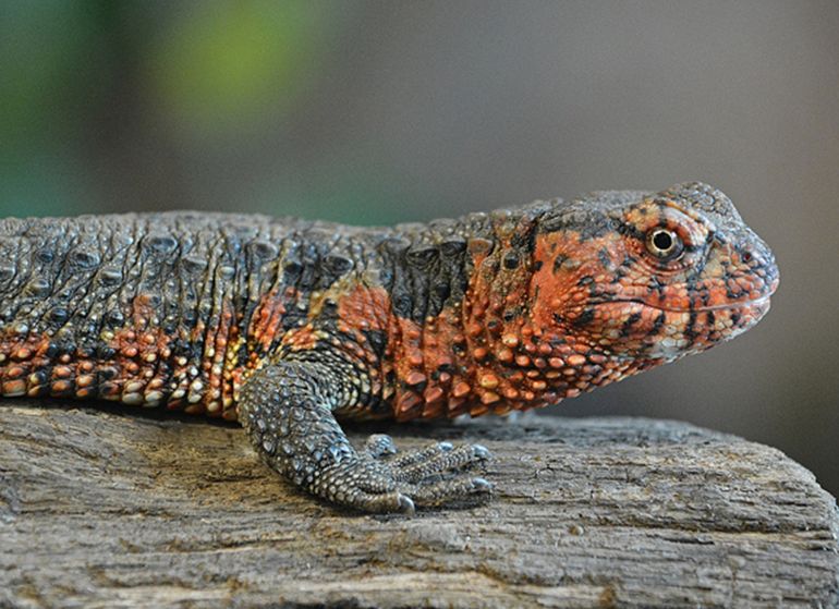 chinese crocodile lizard (ru)