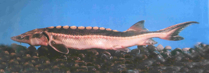  p>达氏鲟(学名: i>acipenser dabryanus /i>)是鲟科,鲟属鱼类,又称