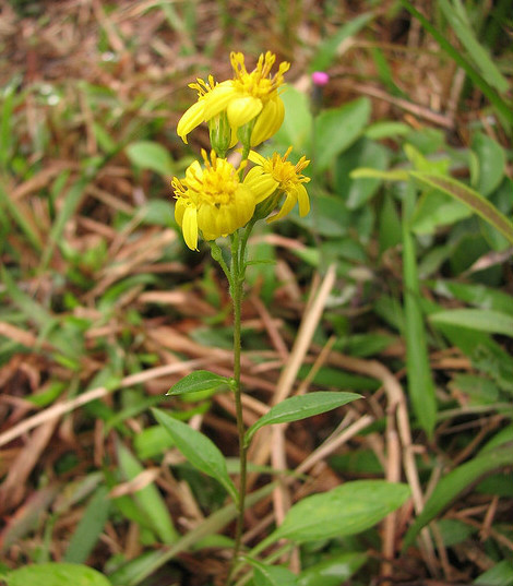一枝黄花（菊科一枝黄花属植物）_百度百科