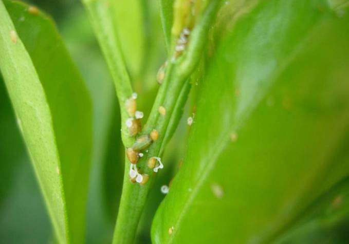  p>木虱子是木虱之类的一类 a target="_blank" href="/item/害虫