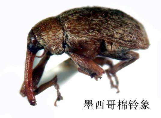 象态橡栗象_百度百科
