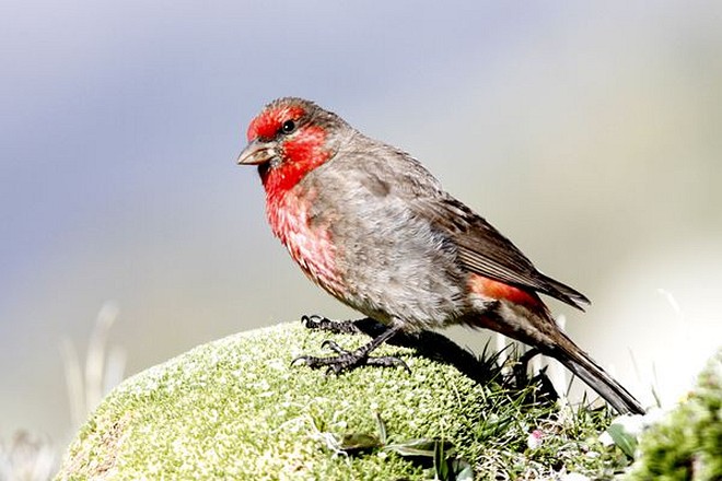  p>红胸朱雀(学名: i>carpodacus puniceus /i>):体长19-22厘米.