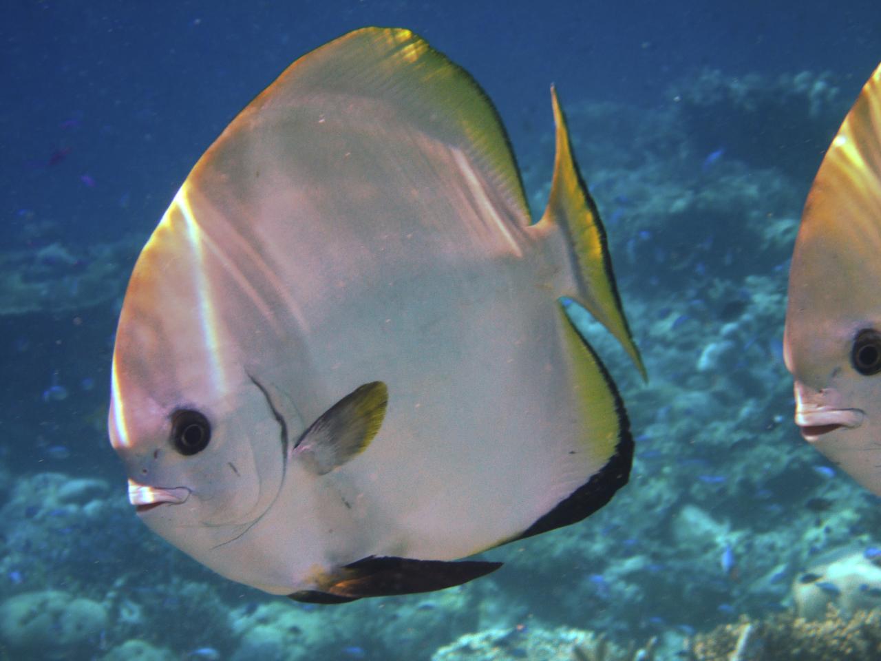  p>圆眼燕鱼(学名:platax orbicularis)又名 a href="#" data-lemmaid