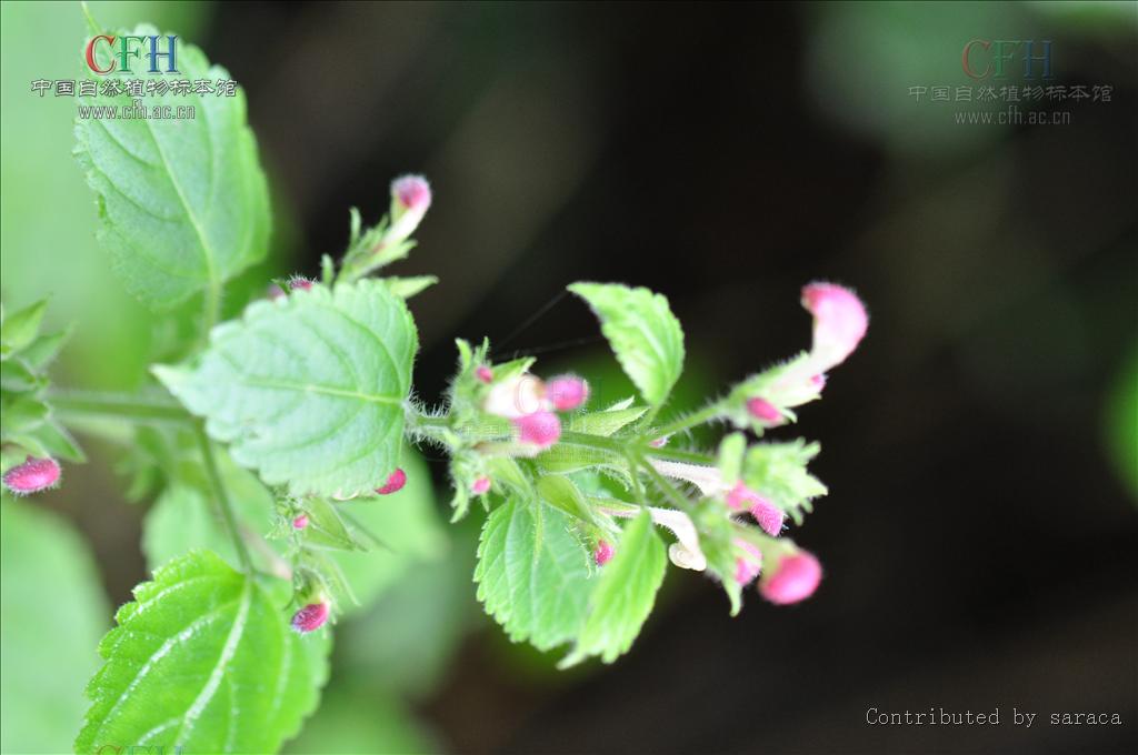 为唇形科植物冠唇花 i>microtoenainsuavis /i>(hance)prainexdunn的