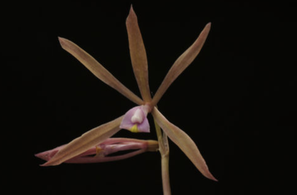  p>毛叶芋兰(学名: i>nervilia plicata /i> (andr.) schltr.