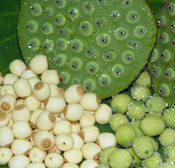  p data-id="gnrrpejdc3">莲子心(nelumbinis plumula)为睡莲科植物莲