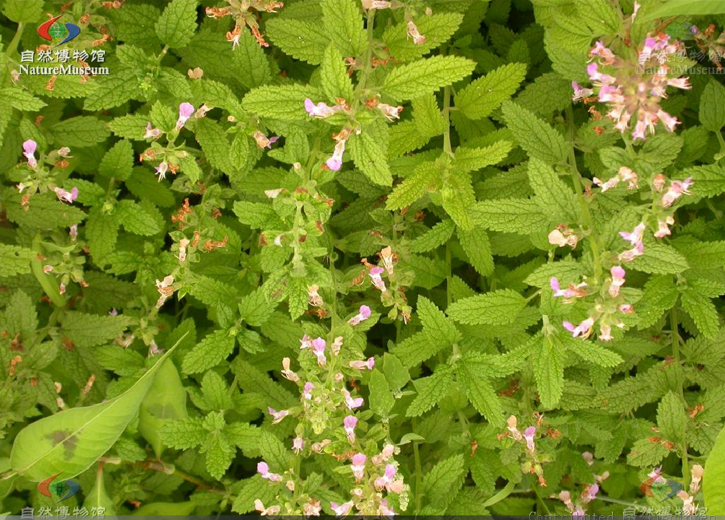  p>黑龙江香科科(学名:teucrium ussuriense komarov)是管状花目下一